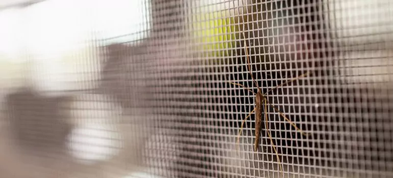 Repair Mosquito Mesh For Windows in St. Johns, Ontario